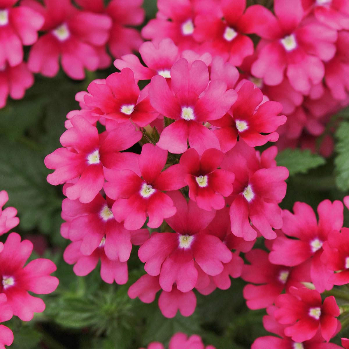 Carpet Creeping Verbena seeds for borders to create a purple garden edge.