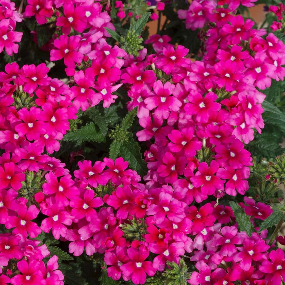 Carpet Creeping Verbena seeds include compact varieties for pots.