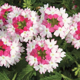 Carpet Creeping Verbena seeds ready for containers and balconies.