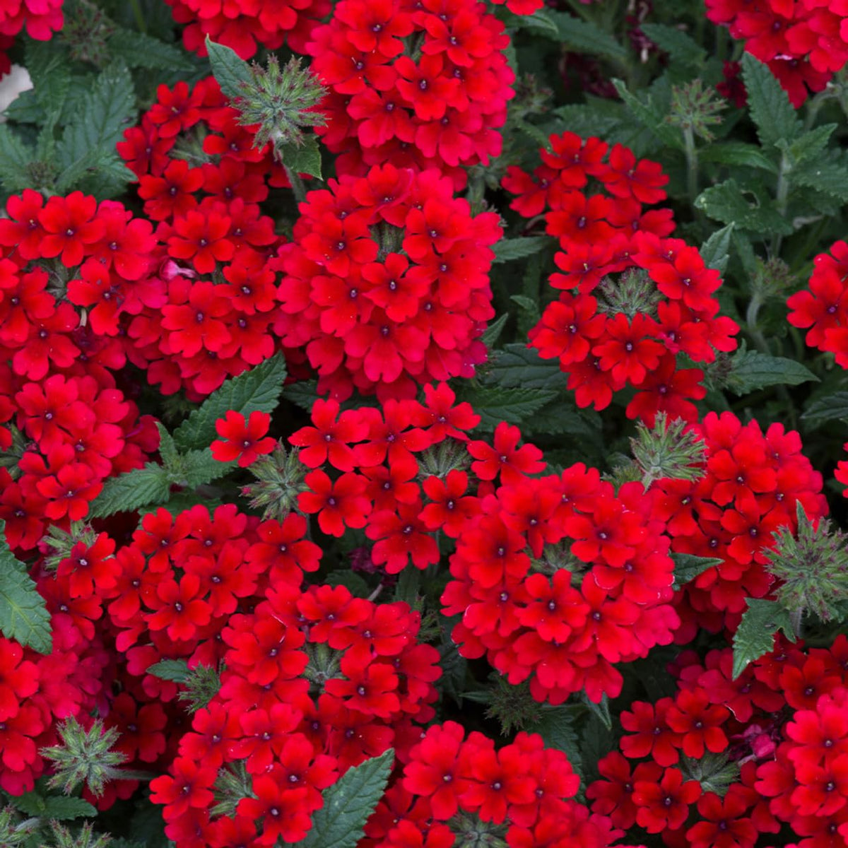 Carpet Creeping Verbena seeds tolerate drought for hot summers.