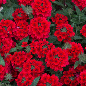 Carpet Creeping Verbena seeds tolerate drought for hot summers.