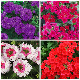 Carpet Creeping Verbena seeds shown for hanging baskets, ideal for sunny patios.