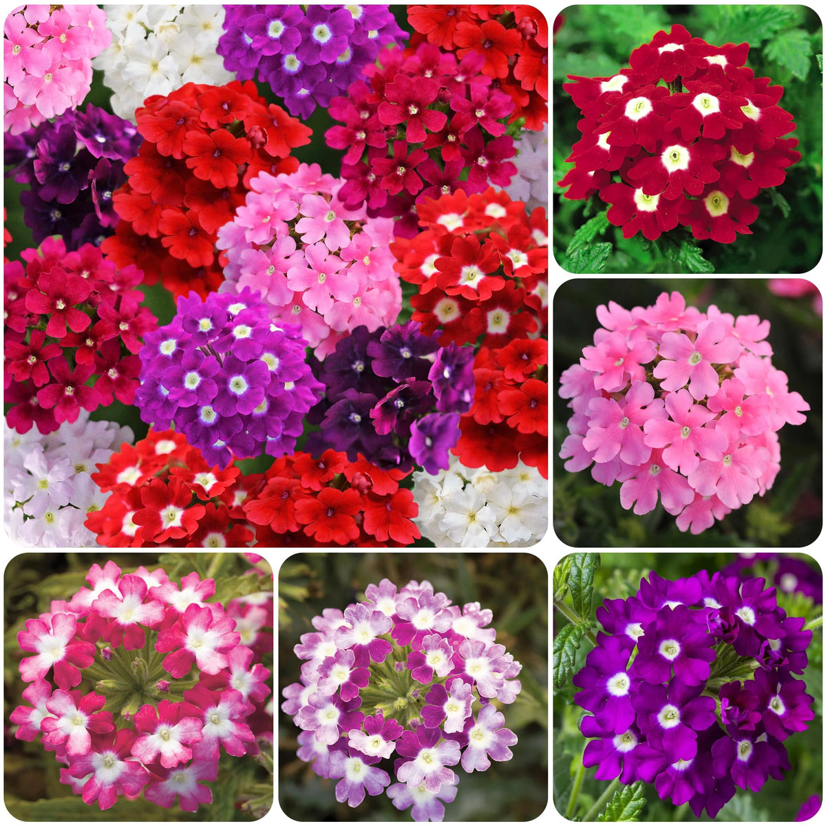 Carpet Creeping Verbena seeds pack for vibrant perennial bedding and color.
