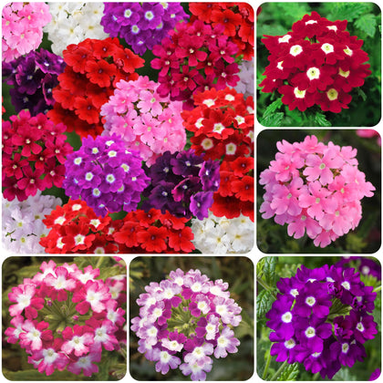 Carpet Creeping Verbena seeds pack for vibrant perennial bedding and color.