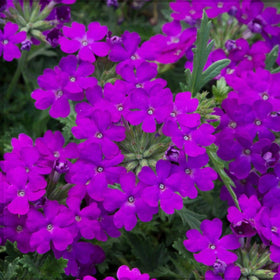 Carpet Creeping Verbena seeds attract pollinators with nectar-rich blooms.
