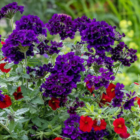 Carpet Creeping Verbena seeds grow tall stems for dramatic statements.