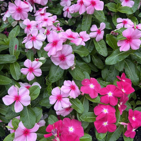 Carpet Creeping Vinca bloom closeup highlights vibrant petals for ground-cover displays.