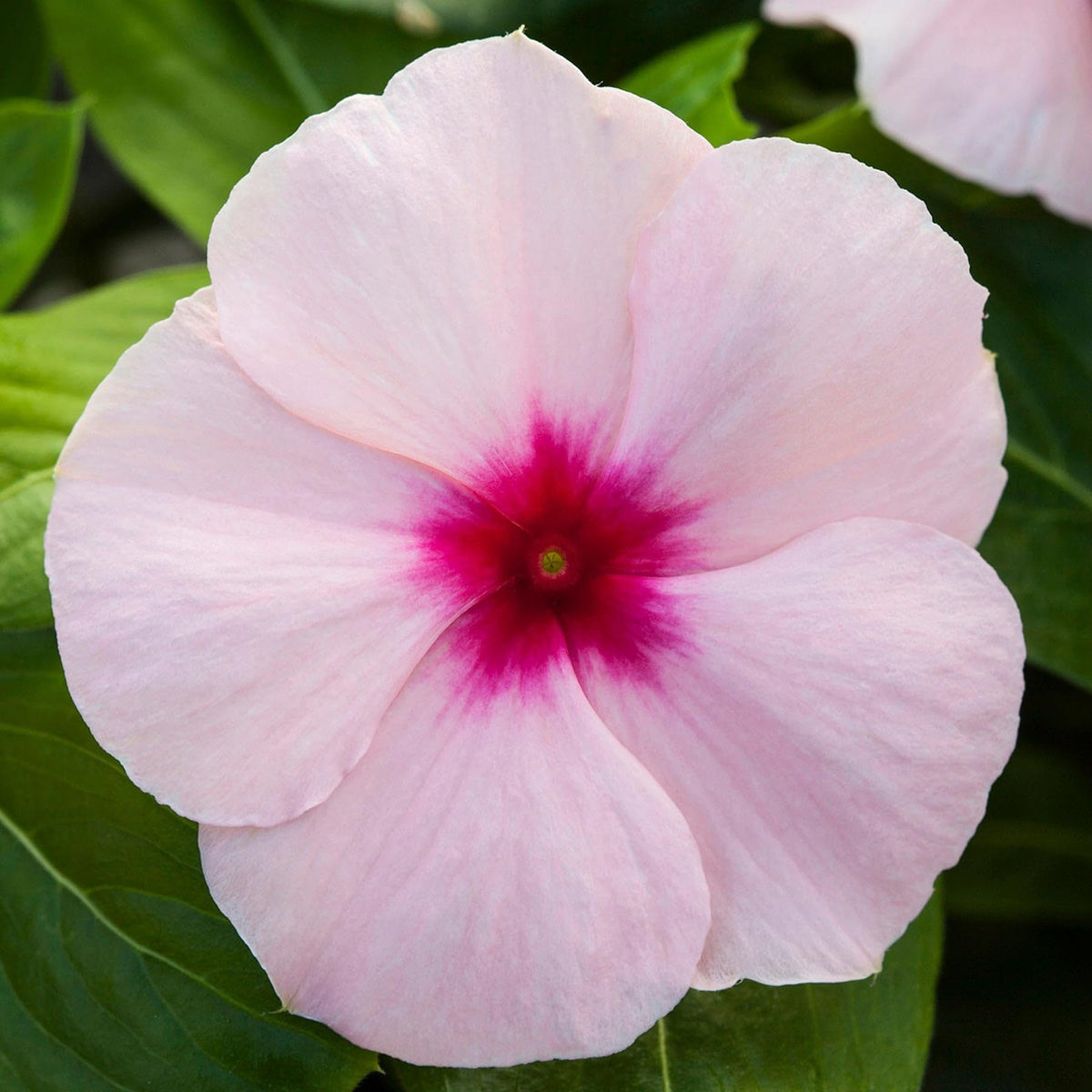 Carpet Creeping Vinca border display blooms, showing uniform color for neat garden edges.