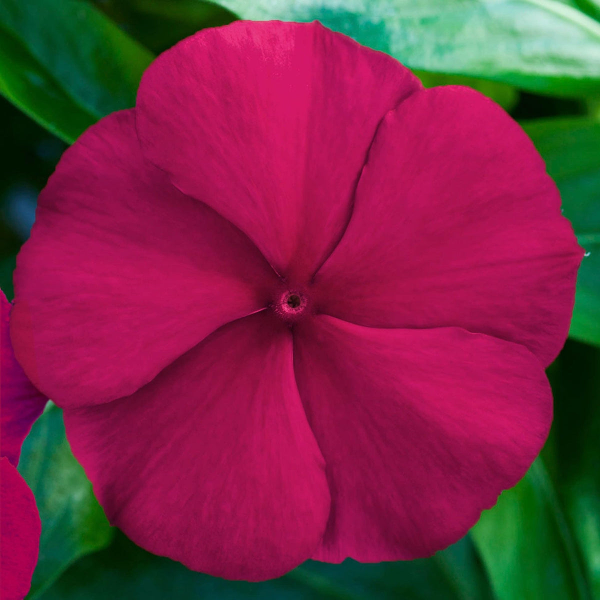 Carpet Creeping Vinca container garden display, versatile for pots and patios.