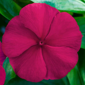 Carpet Creeping Vinca container garden display, versatile for pots and patios.