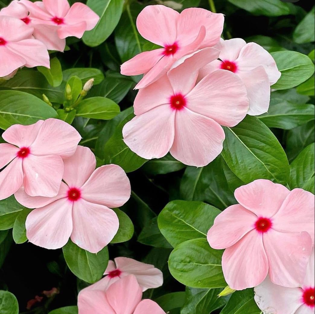 Carpet Creeping Vinca container garden idea showcases versatile pot-ready flowers.