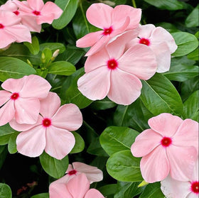 Carpet Creeping Vinca container garden idea showcases versatile pot-ready flowers.