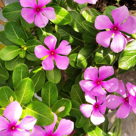 Carpet Creeping Vinca drought-resistant leaf detail, hardy, low-water ground cover.