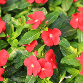 Carpet Creeping Vinca drought-tolerant flowers illustrate resilience in dry periods.