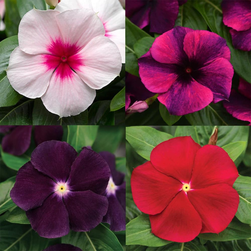 Carpet Creeping Vinca ground-cover patch, dense foliage ideal for borders and paths.