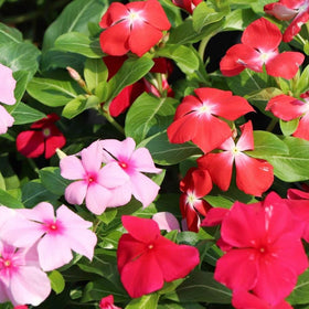 Carpet Creeping Vinca ground-cover planting demonstrates dense, low-growing coverage.
