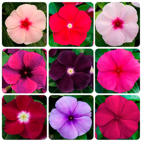 Carpet Creeping Vinca seed dark purple bloom closeup, ideal for striking ground cover.