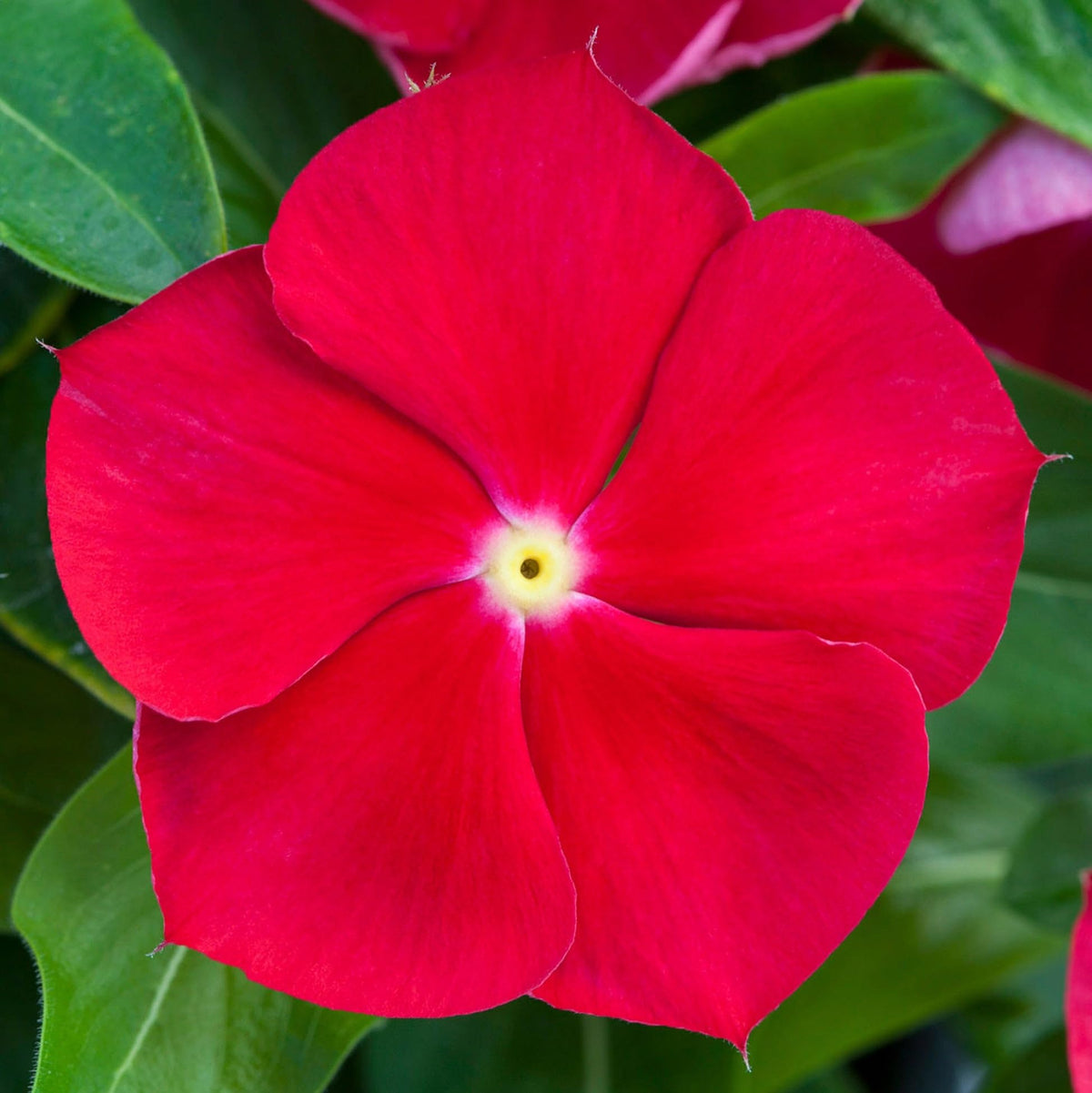 Carpet Creeping Vinca seed indoors start, jump-start your garden with early color.