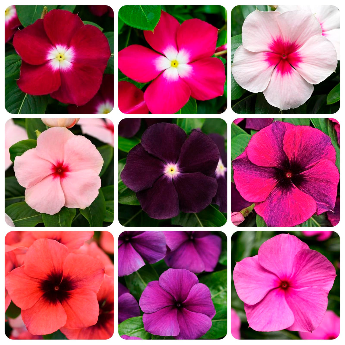 Carpet Creeping Vinca seed packaging shows open-pollinated seeds for easy gardening.