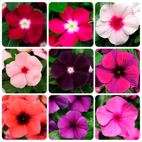 Carpet Creeping Vinca seed packaging shows open-pollinated seeds for easy gardening.