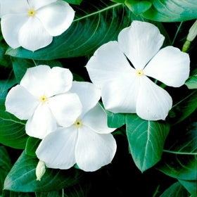 Carpet Creeping Vinca slope erosion control image features stabilizing ground cover.