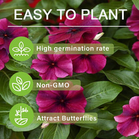 Carpet Creeping Vinca uniform bloom bed-border, cohesive garden displays.