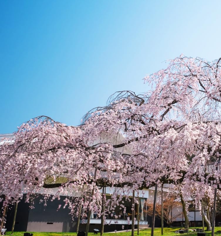 Carpet Creeping Weeping Sakura tree blooms—adds dramatic focal point to outdoor spaces.