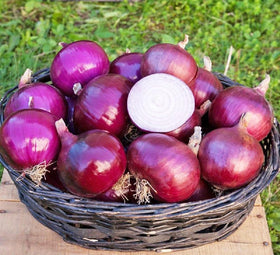 Carpet Creeping white onion seeds for versatile weeknight meals