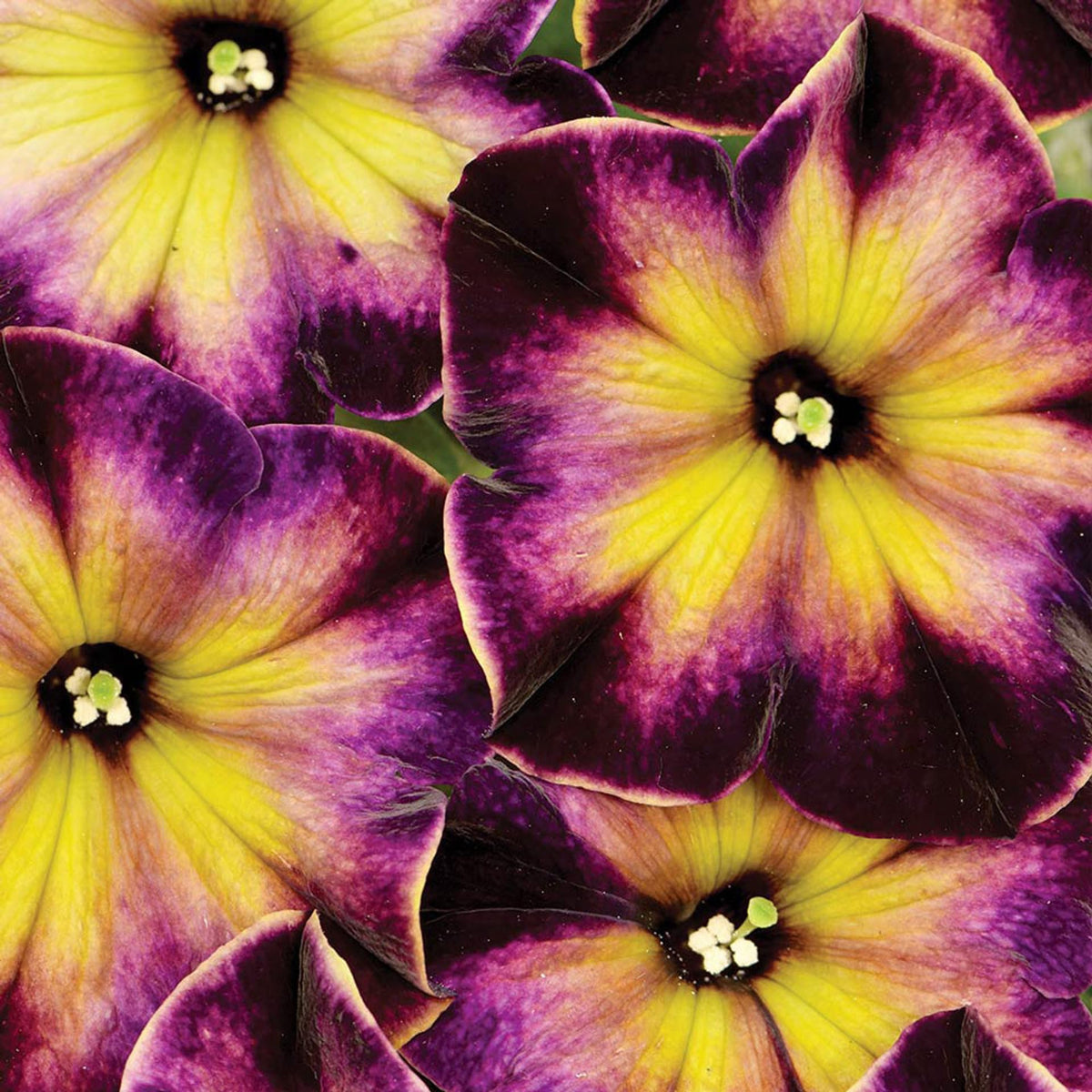Carpet Creeping petunia seeds suit window boxes and containers