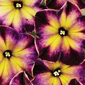 Carpet Creeping petunia seeds suit window boxes and containers