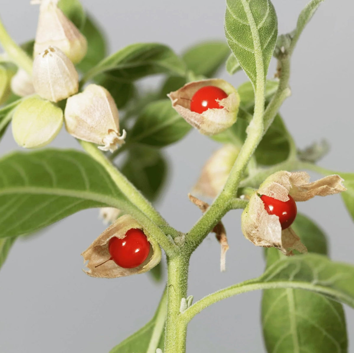 Carpet Creeping ashwagandha leaves and buds for lush foliage