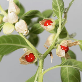 Carpet Creeping ashwagandha leaves and buds for lush foliage