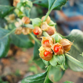 Carpet Creeping ashwagandha plants arranged in garden rows for easy spacing