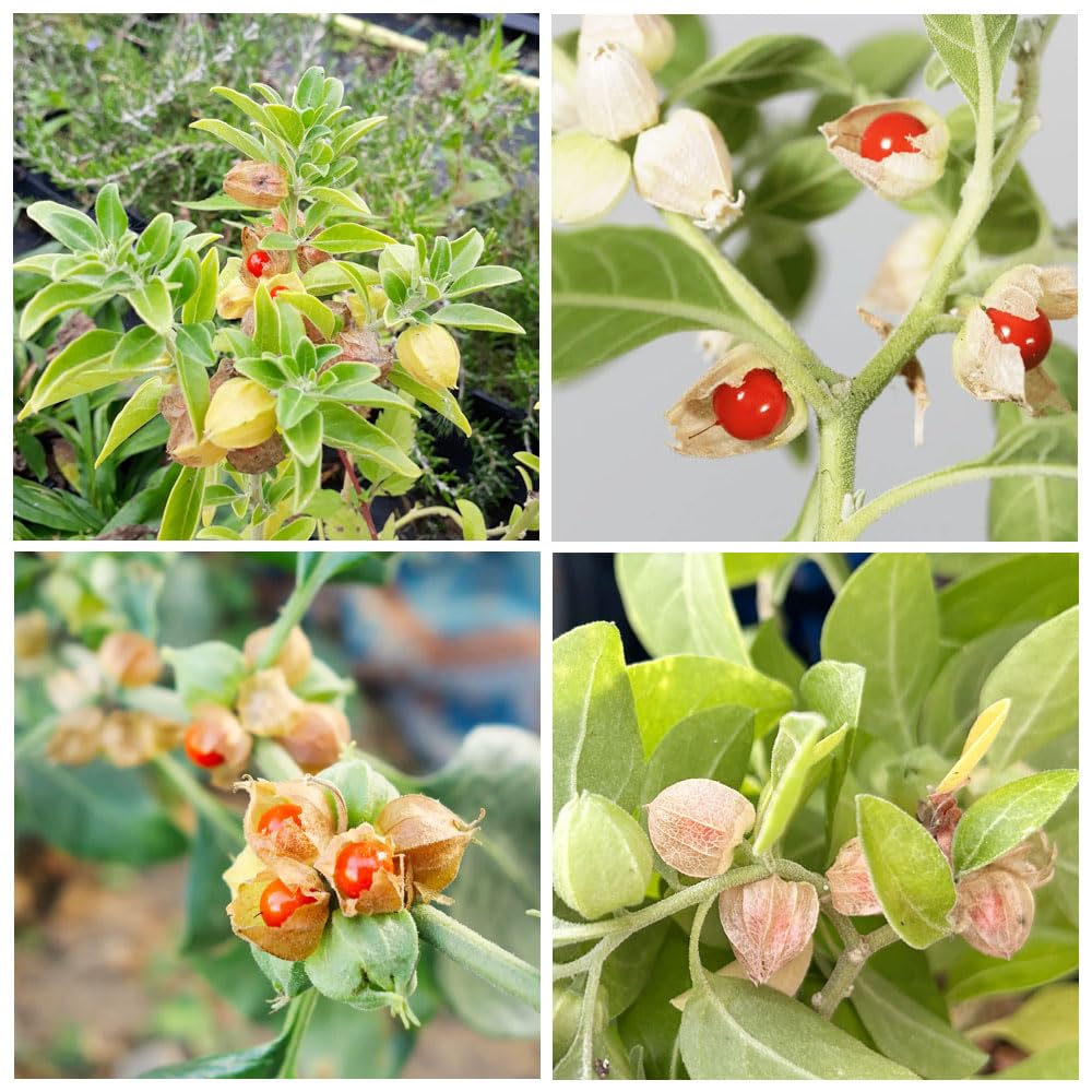 Carpet Creeping ashwagandha seeds pack for outdoor garden planting and heirloom growth