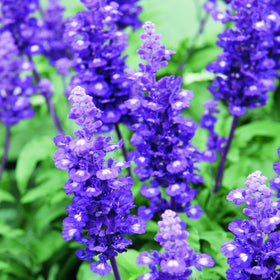 Carpet Creeping blue sage flower cluster with vibrant blue blooms.