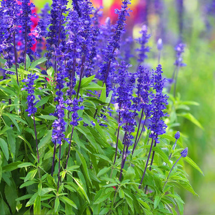 Carpet Creeping blue sage seeds pack for easy-to-grow color and scent in outdoor gardens.