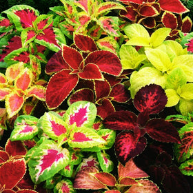 Garden border with rainbow-colored foliage for year-round interest.