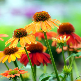 Carpet Creeping Drought-tolerant plant thrives in tough soils with minimal watering
