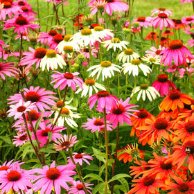Carpet Creeping Seed heads provide winter bird food and garden interest