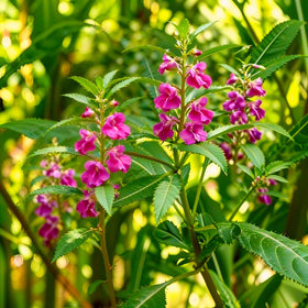 Carpet Creeping CarpetC balsam plants thriving in a shaded border