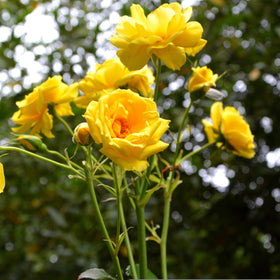 Carpet Creeping CarpetC rose thriving in a coastal garden