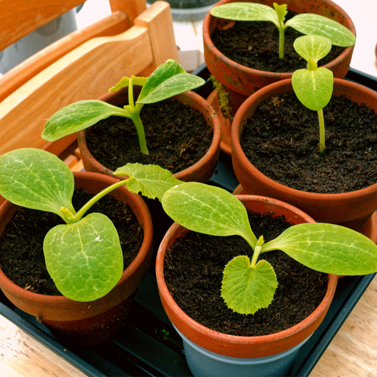 Carpet Creeping CarpetC compact bush zucchini plant thriving in a container.