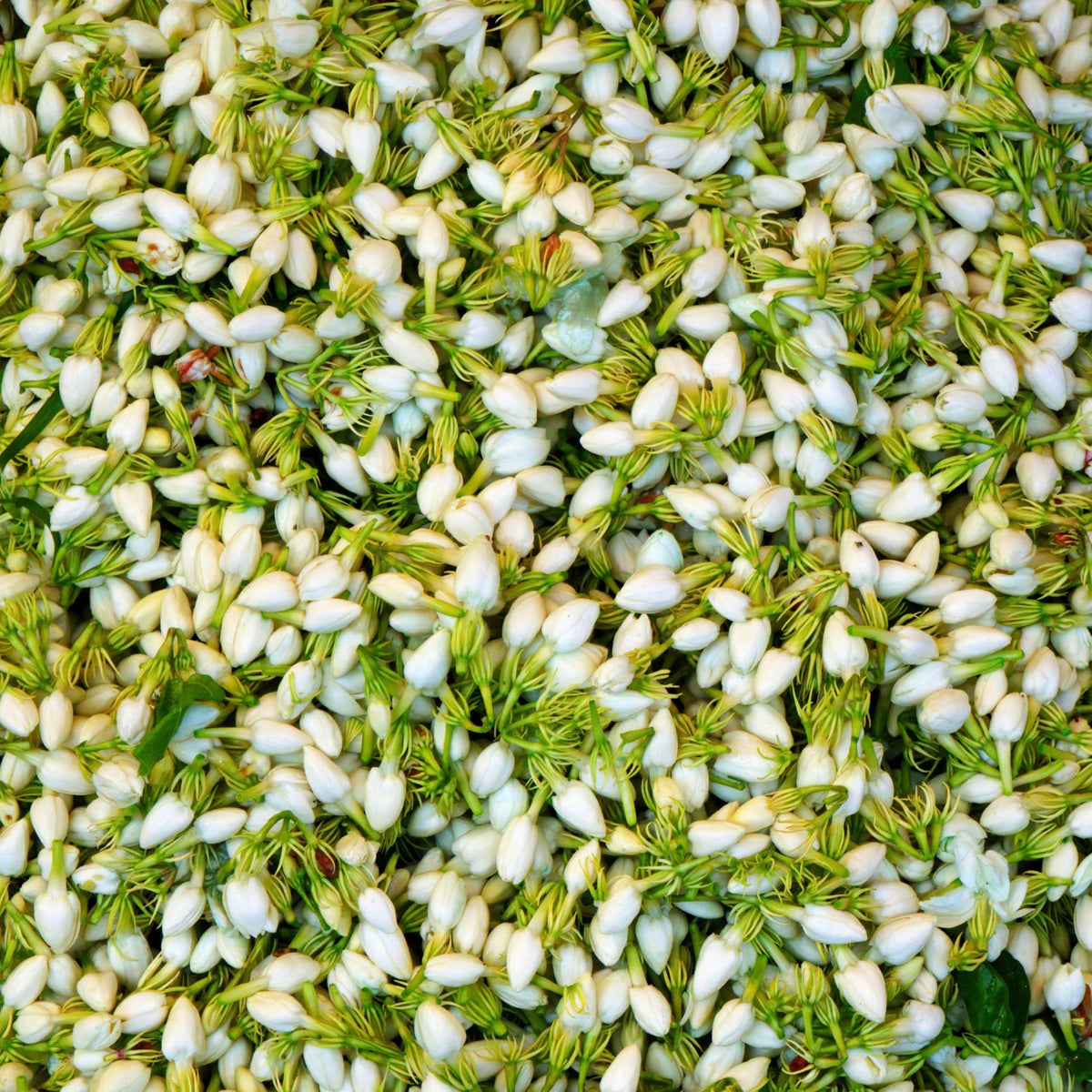 Carpet Creeping CarpetC evergreen foliage provides year round privacy and greenery
