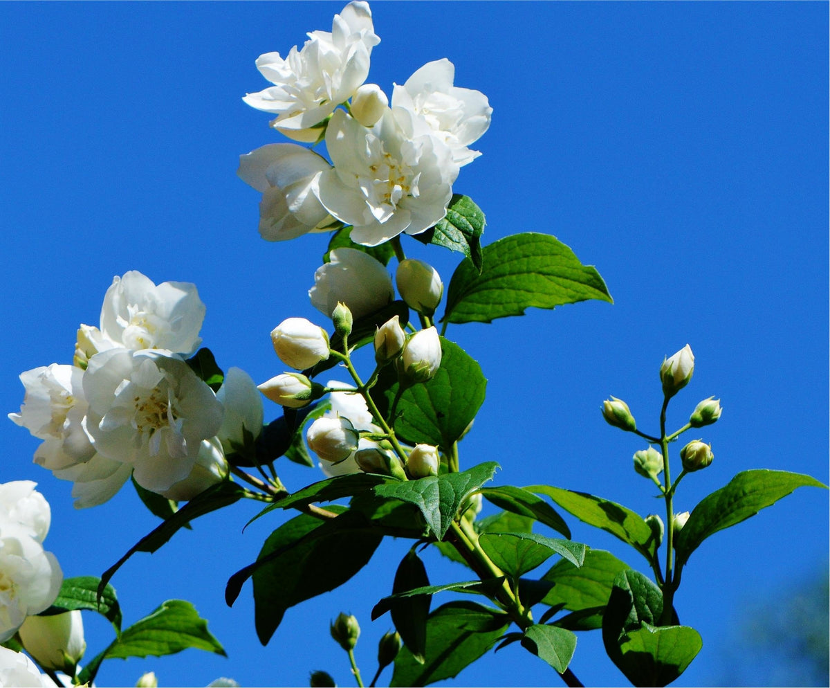 Carpet Creeping CarpetC blooms emit a strong fragrance in evening light