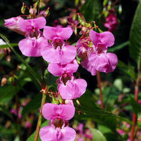 Carpet Creeping CarpetC blooms in a hanging basket with color