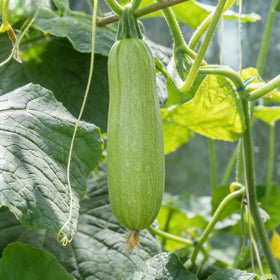 Carpet Creeping CarpetC harvest-ready zucchinis on a healthy bush.