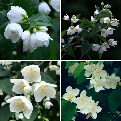 Carpet Creeping CarpetC jasmine seeds packaging image for planning and gifting benefits