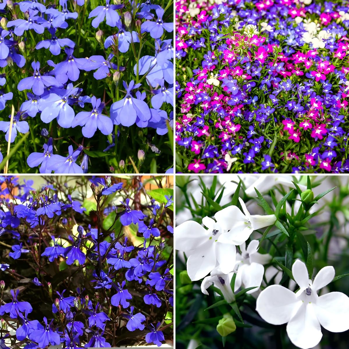 Carpet Creeping Lobelia seeds for neat border coverage and spring color