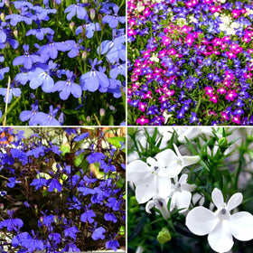 Carpet Creeping Lobelia seeds for neat border coverage and spring color