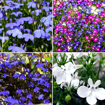 Carpet Creeping Lobelia seeds for neat border coverage and spring color